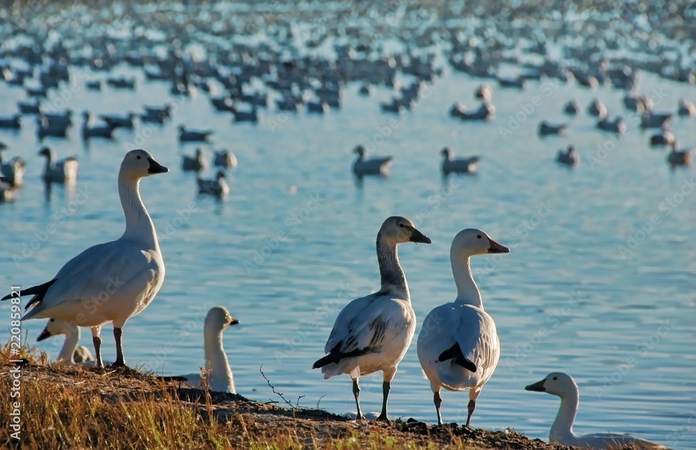 Obraz premium Snow geese at sunset. Migratory birds sheltering at a refuge in New Mexico