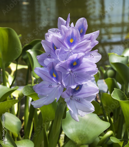 Water hyacinth (Eichhornia crassipes). Botanical Garden, KIT Karlsruhe, Germany, Europe photo