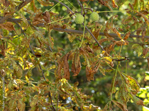 Aesculus hippocastanum. Le marronnier commun ou marronnier d'Inde. photo