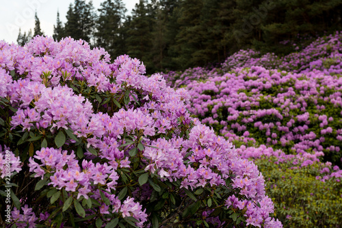 view on rhododendron blossom at the vee  ireland