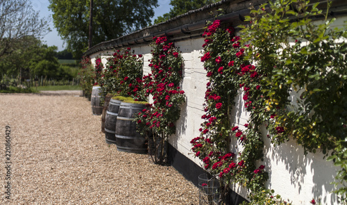 Vines on wall and Wine Barrels photo