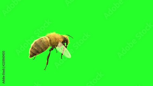 a bee is flying on a green background, 3D render photo