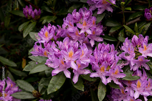 view on rhododendron blossom at the vee  ireland