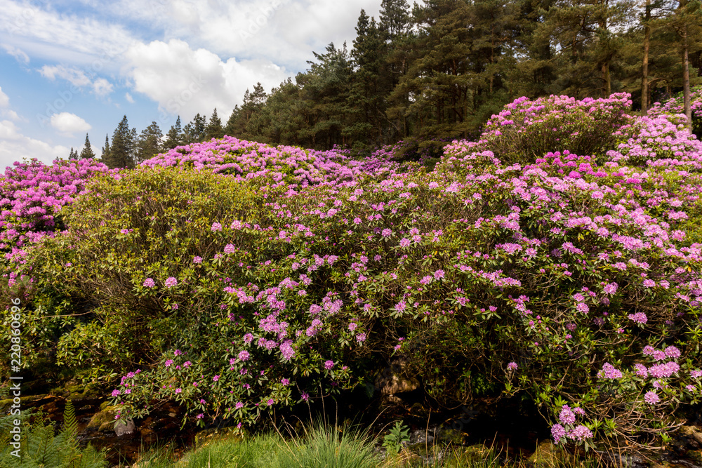 view on rhododendron blossom at the vee, ireland view on rhododendron blossom at the vee, ireland