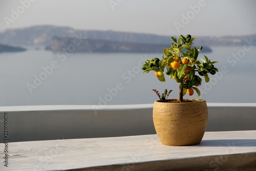 little tree in Santorini
