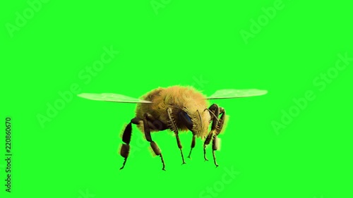 a bee is flying on a green background, 3D render photo