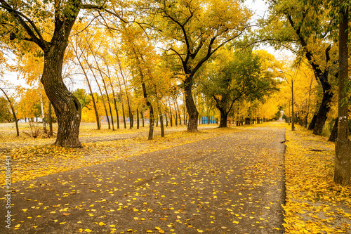 Fototapeta Naklejka Na Ścianę i Meble -  Autumn road in the city Park
