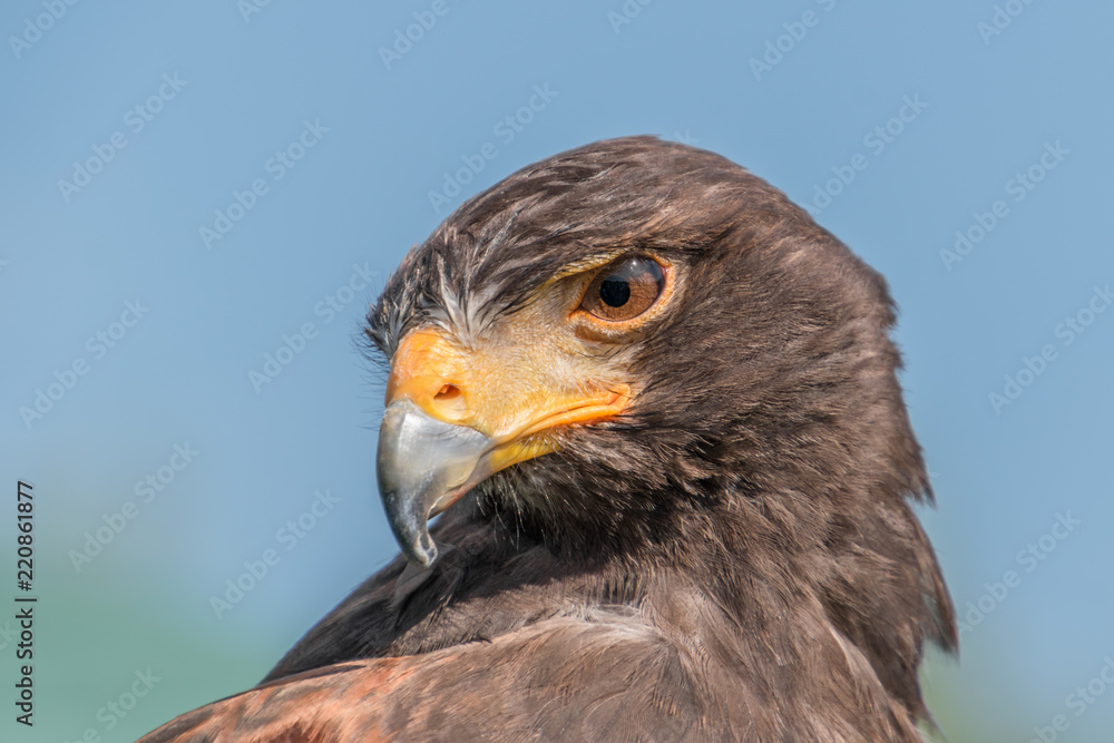 Harris Hawk Harris Hawk