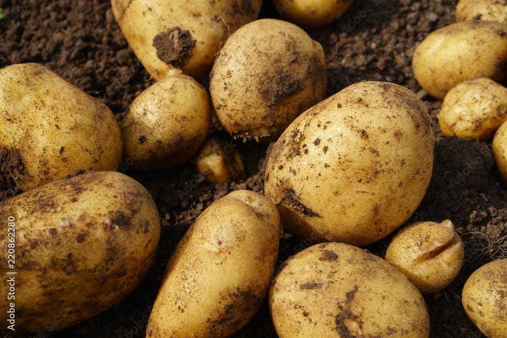 Fresh potato lying on the ground, good harvest and organic food. Fresh potato lying on the ground, good harvest and organic food.