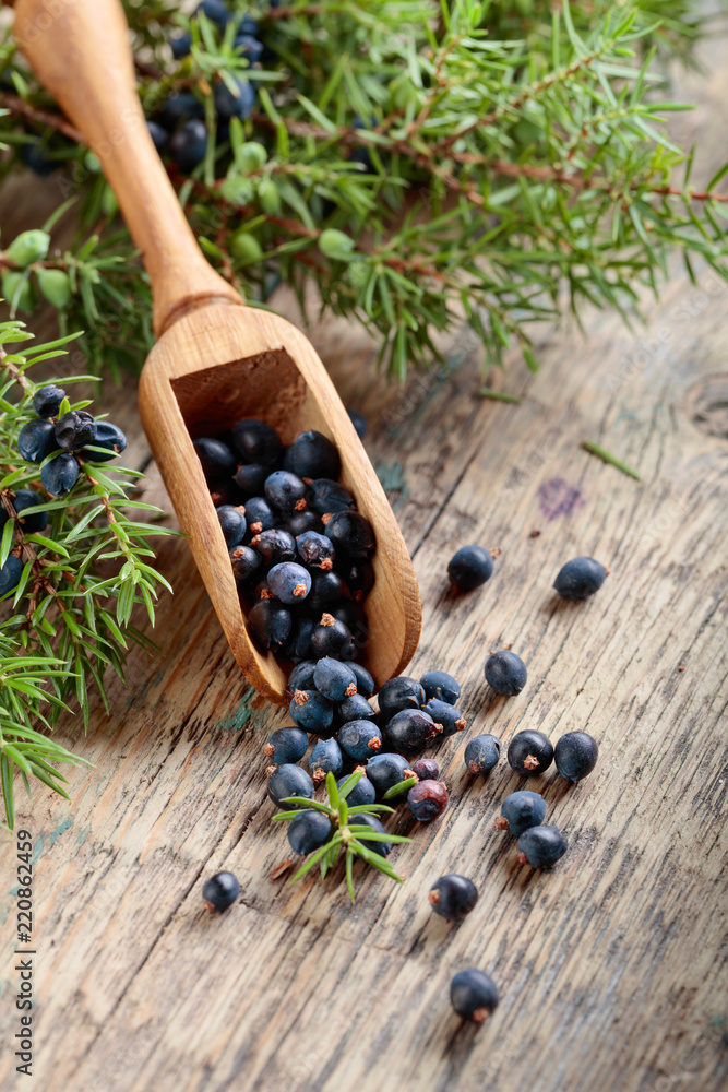 Fototapeta premium Juniper branch and wooden spoon with berries on a wooden table.