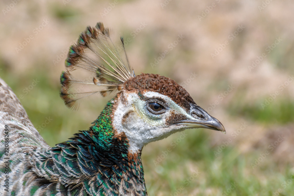 Female Peacock (Peafowl)