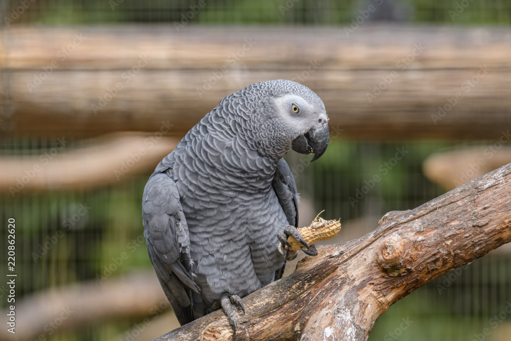 Fototapeta premium African Grey Parrot Eating