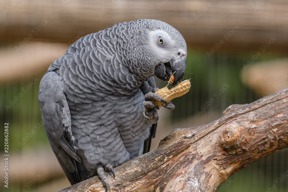 Fototapeta premium African Grey Parrot Eating