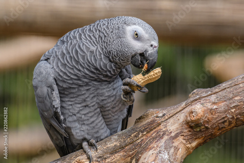 African Grey Parrot Eating
