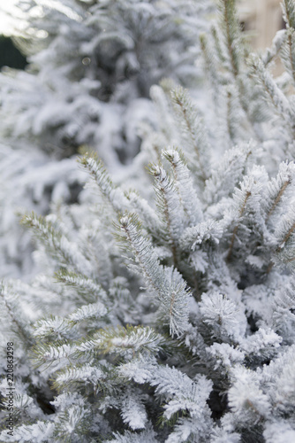 Pine branches covered with snow. © selugallego