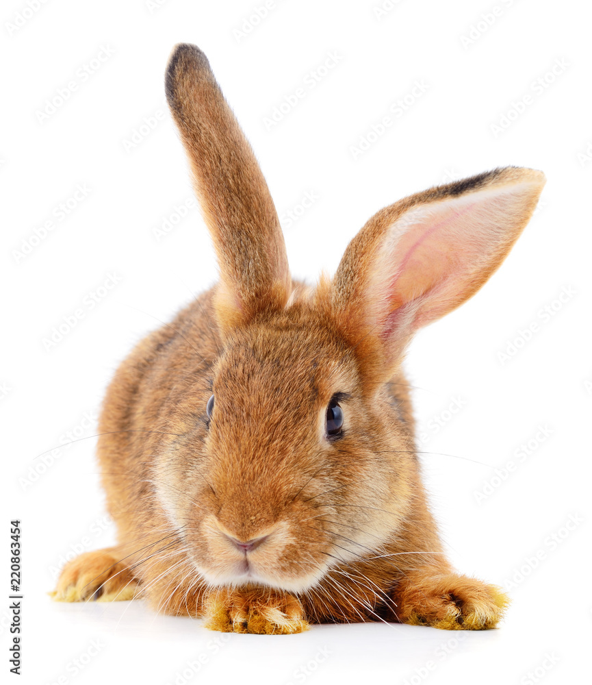 Obraz premium Brown rabbit on white.