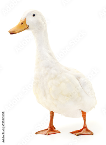 Duck on white.