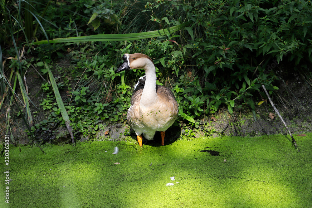 Fototapeta premium Full body of domesticated female chinese goose on the contryside
