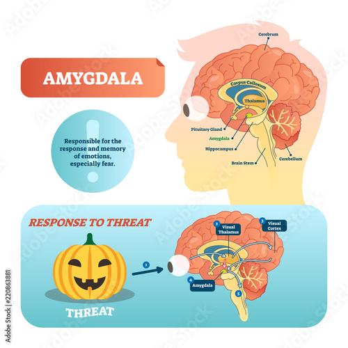 Amygdala medical labeled vector illustration and scheme with response to threat. photo