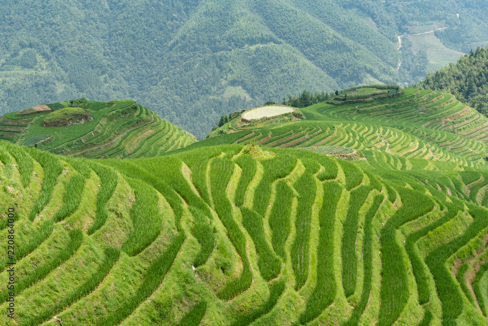 longji rice terraces in china