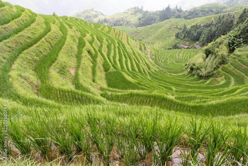 Rice terraces