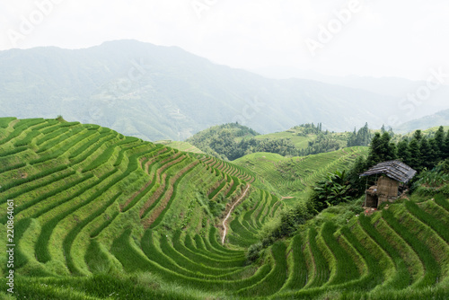 hut among the rice terraces in china © Per
