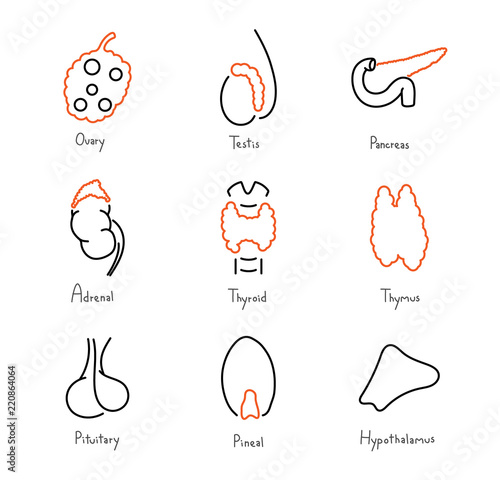 Endocrine glands medical outline icon collection, vector illustration set