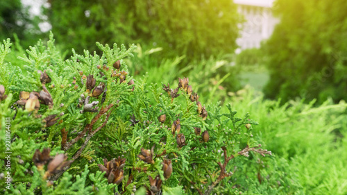 Tui branches, vegetative green background, sunlight