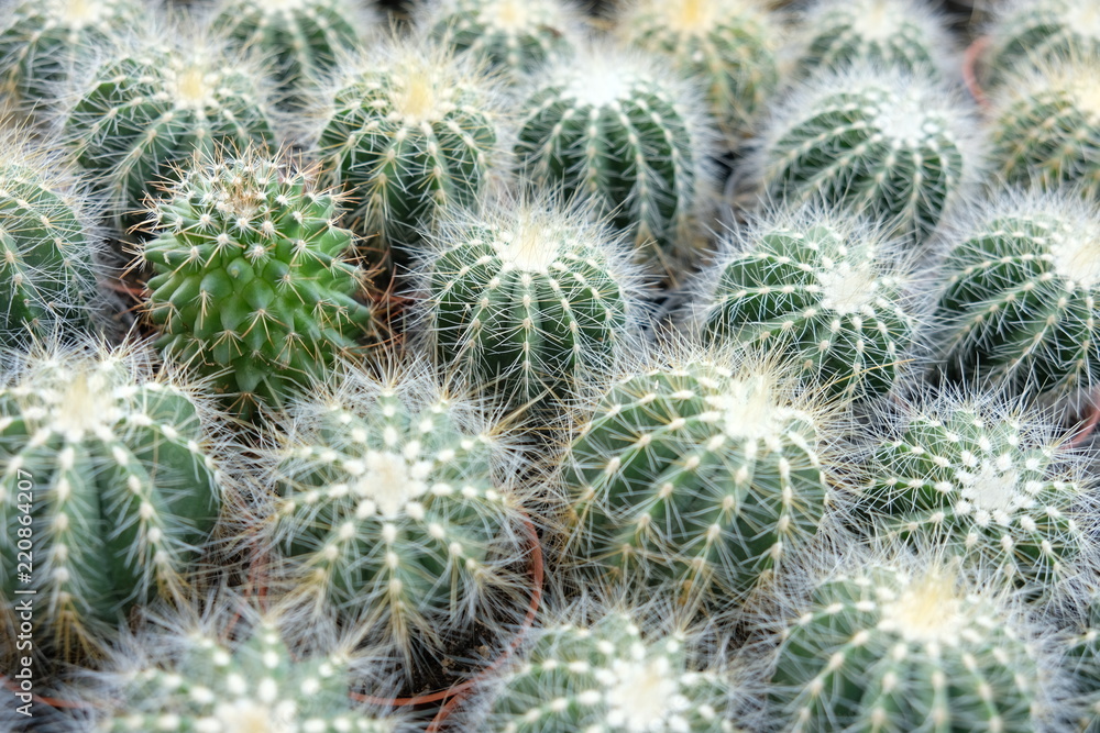 Closeup on barrel cactus, green and white cactus plants with an outlier Closeup on barrel cactus, green and white cactus plants with an outlier