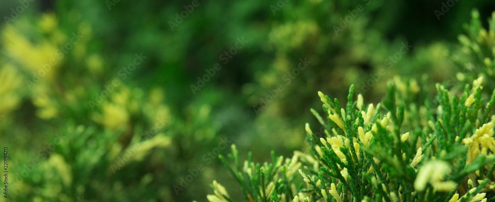 Tui branches, vegetative green background, sunlight Tui branches, vegetative green background, sunlight