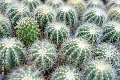 Closeup on barrel cactus  green and white cactus plants with an outlier