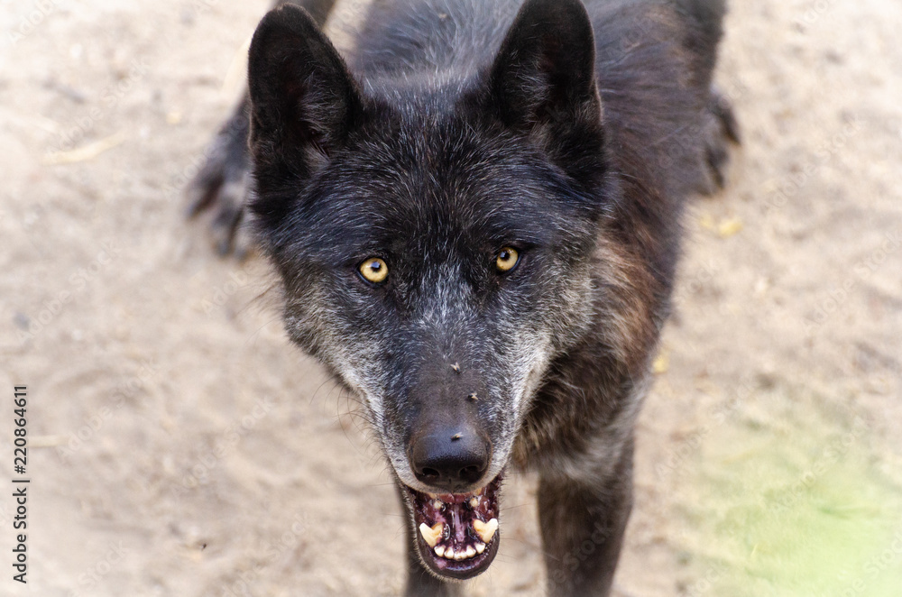 Fototapeta premium BLACK WOLF