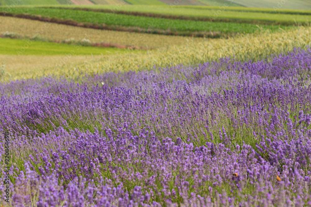 Naklejka premium Freshly blooming lavender in the field.