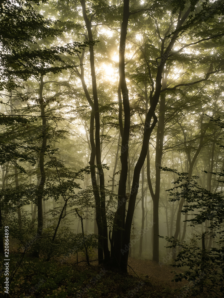 Fototapeta premium Morgens im Wald