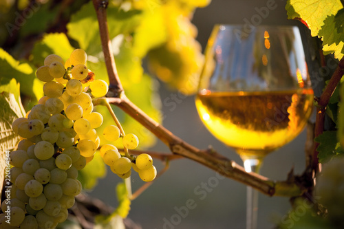 Verre de vin blanc dans les vignes au soleil photo