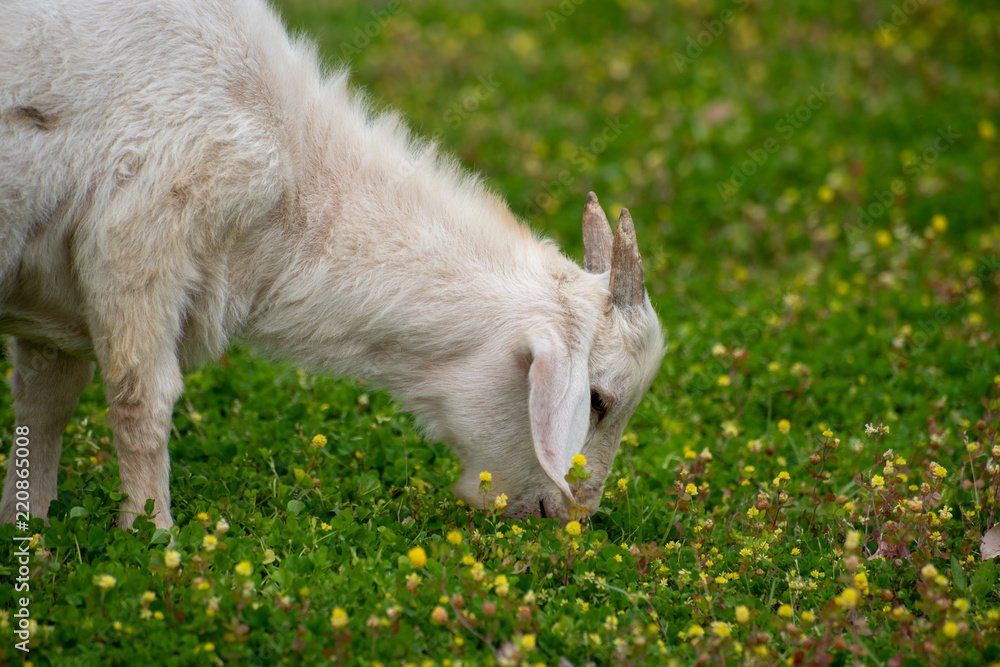 Obraz premium alabama