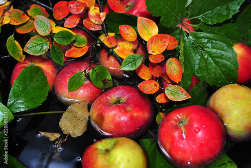 autumn apples leaves