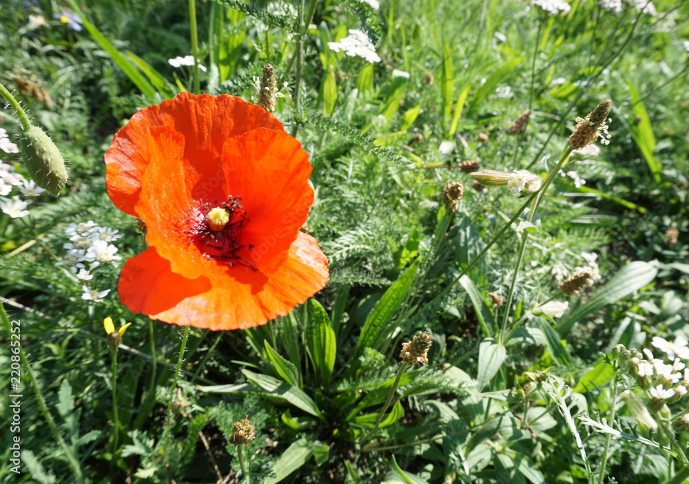 Poppy flower on meadow