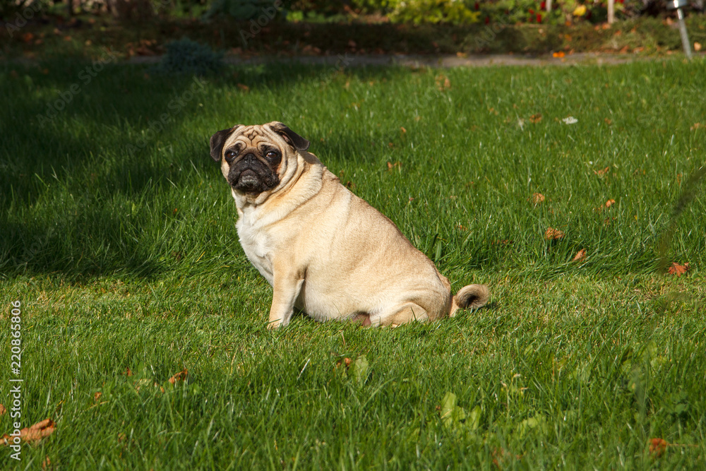 A serious pug dog sits in a green garden A serious pug dog sits in a green garden