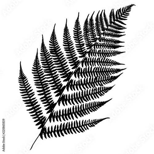 Silhouette of a leaf of a forest fern. Black isolated on white background. Good detailed leaflets. Vector illustration.