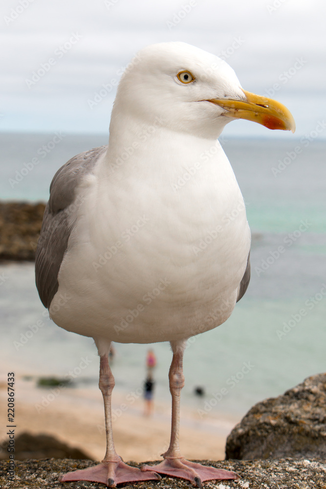 Silbermöwe (Larus argentatus) am Strand Herring Gull