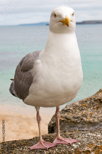 Silbermöwe (Larus argentatus) am Strand Herring Gull