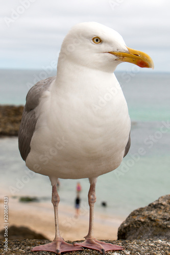 Silbermöwe (Larus argentatus) am Strand Herring Gull