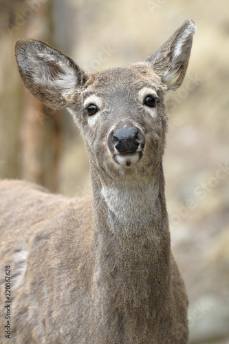 White-Tailed Deer (Odocoileus Virginianus)