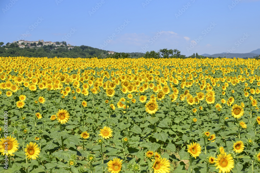 field of sunflowers on a sunny day with blue sky field of sunflowers on a sunny day with blue sky