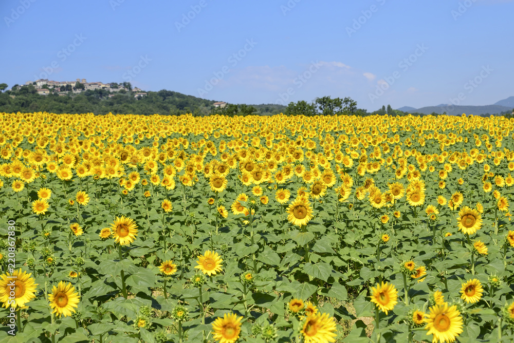 field of sunflowers on a sunny day with blue sky