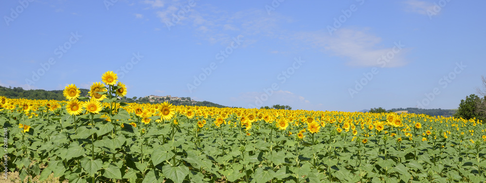 field of sunflowers on a sunny day with blue sky
