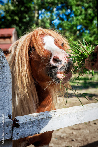 Bild auf Leinwand Miniature horse Falabella feeding in the 'safari-park' zoo of Krasnodar