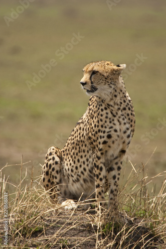 Cheetah