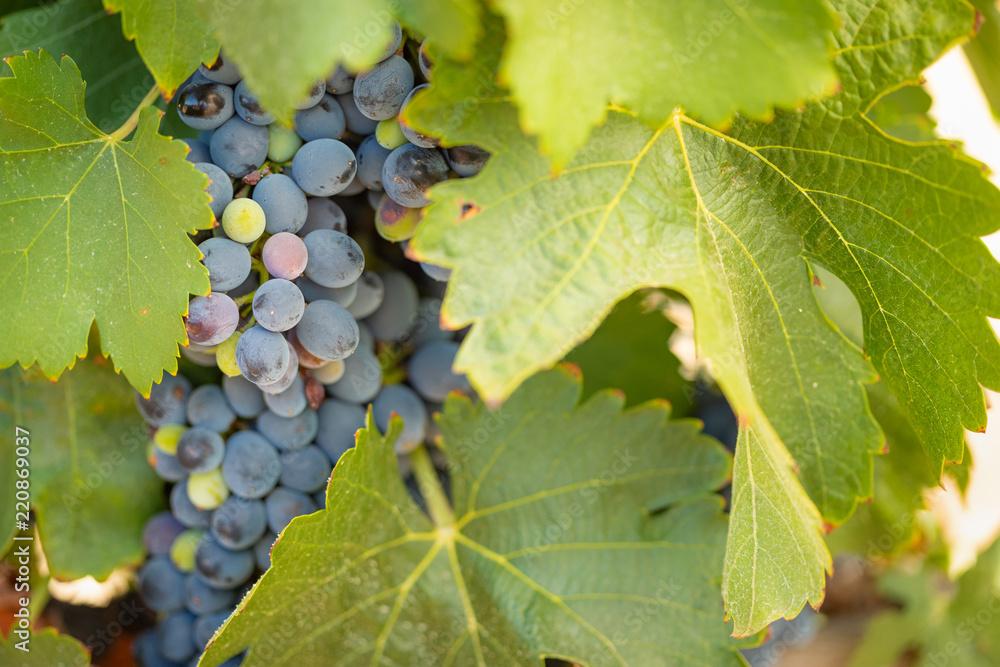 Vineyard with Lush, Ripe Wine Grapes on the Vine Ready for Harvest Vineyard with Lush, Ripe Wine Grapes on the Vine Ready for Harvest